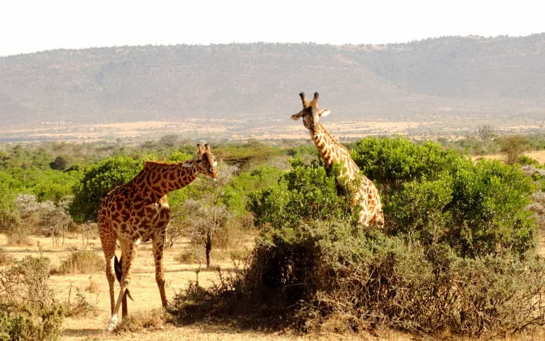 giraffes