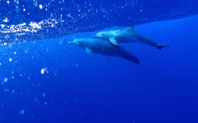 Egypt-Hurghada: Dolphin house and coral gardens of the Red Sea