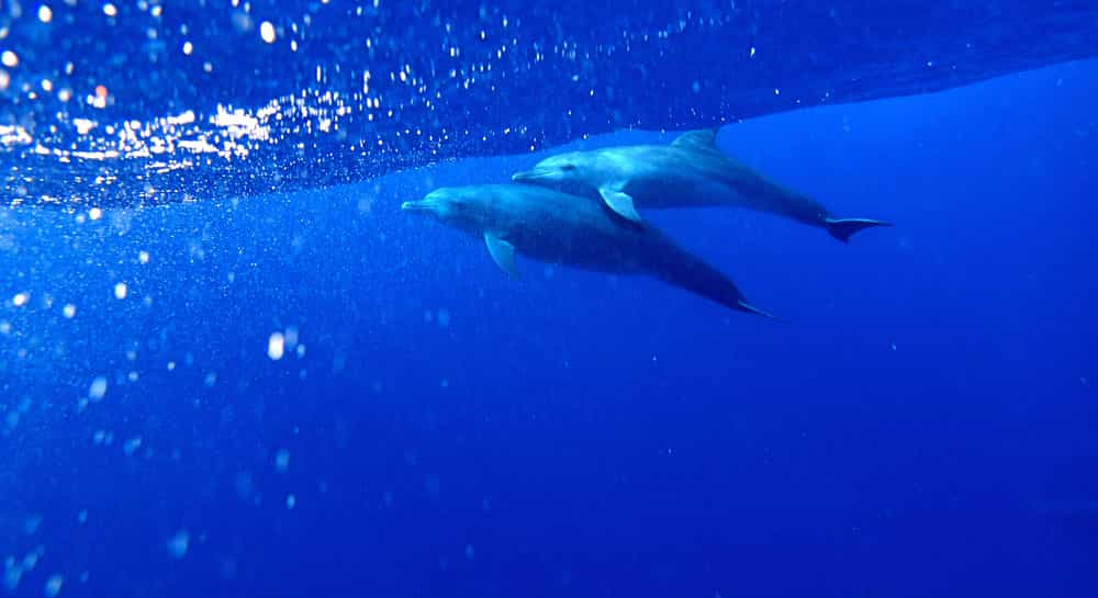 Egypt-Hurghada: Dolphin house and coral gardens of the Red Sea