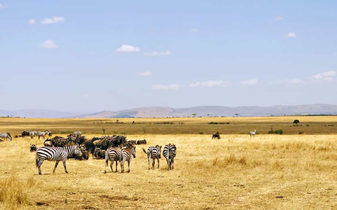 My experience of Maasai Mara and the great migration in Kenya